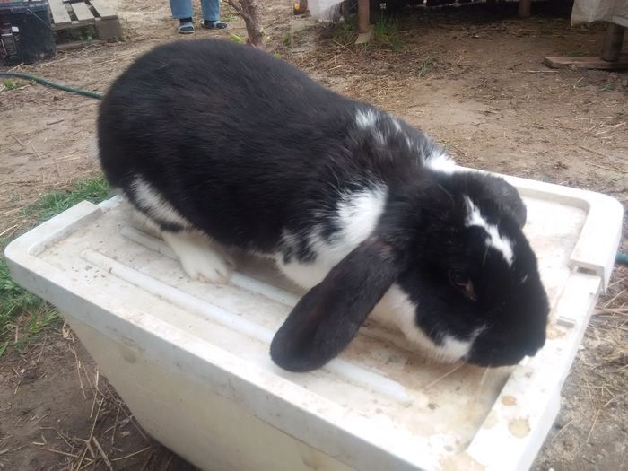 Femela - Negru Mantulat (2016); Sacrificat
