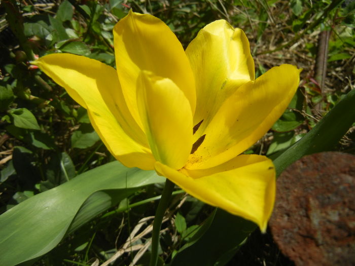 Tulipa Candela (2016, April 01)