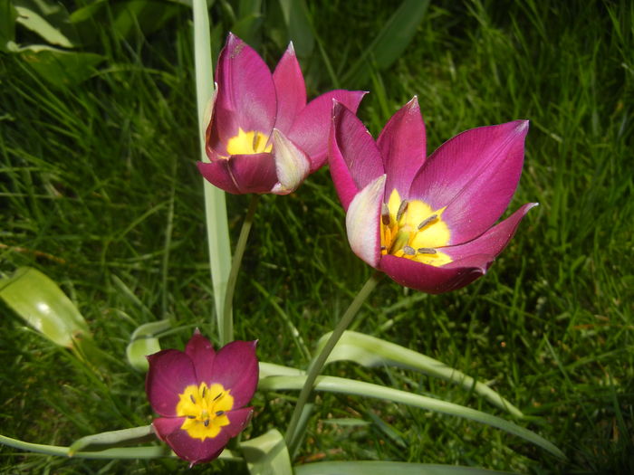 Tulipa Persian Pearl (2016, April 01) - Tulipa Persian Pearl