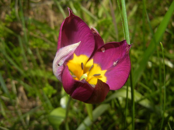 Tulipa Persian Pearl (2016, April 01) - Tulipa Persian Pearl