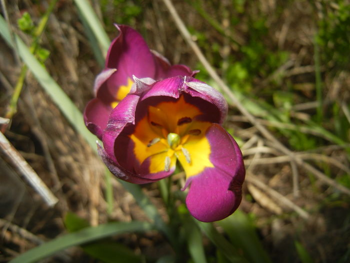 Tulipa Persian Pearl (2016, April 01) - Tulipa Persian Pearl