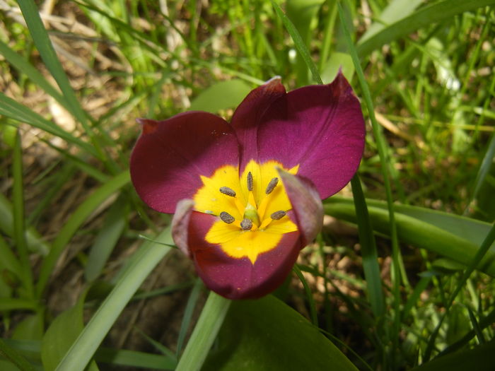 Tulipa Persian Pearl (2016, April 01) - Tulipa Persian Pearl