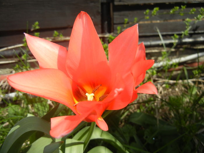 Tulipa Toronto (2016, April 01) - Tulipa Toronto