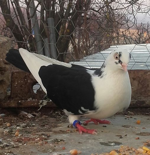 La zbor.vantul a izbit-o de acoperis....a murit...