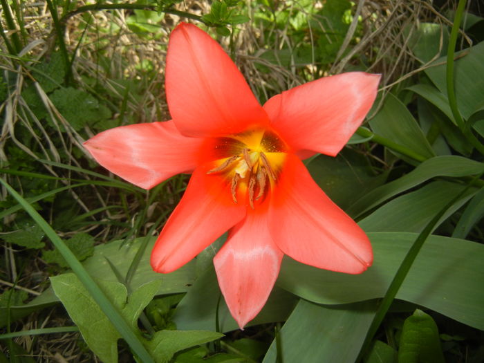 Tulipa Toronto (2016, April 01)