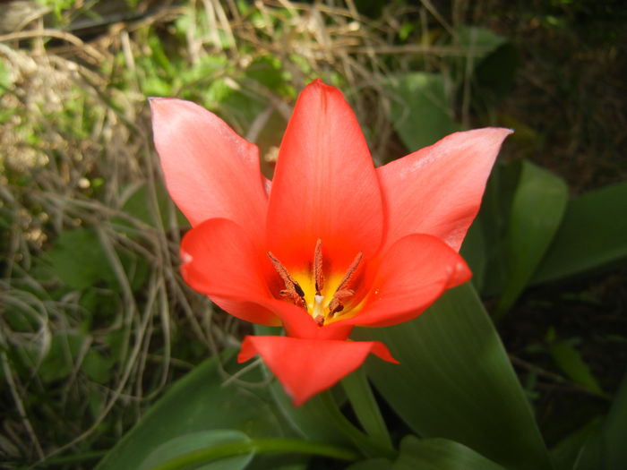 Tulipa Toronto (2016, April 01) - Tulipa Toronto