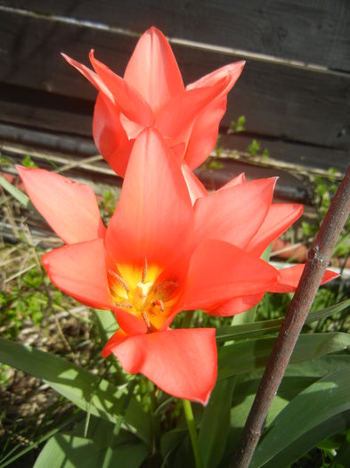 Tulipa Toronto (2016, April 01) - Tulipa Toronto