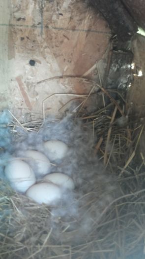 Nu stiu voi ce faceti dar eu..ma bag la clocit