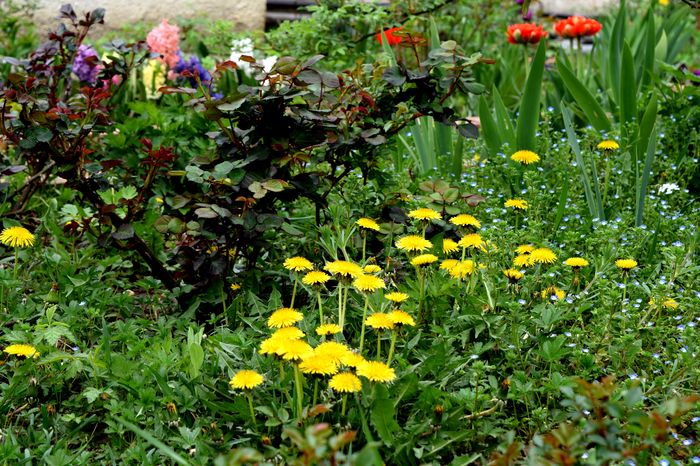 Hidden garden
