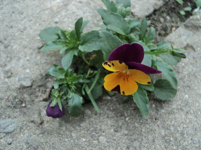 imi place la inghesuiala...