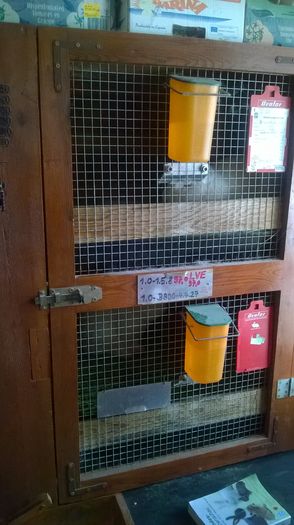 Custile Urechiatilor