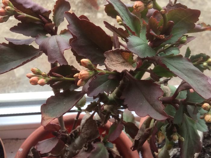 image - diverse plante de camera