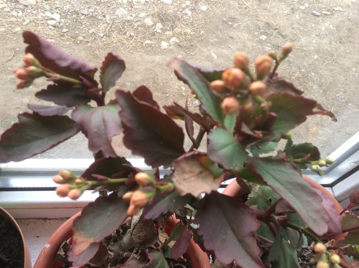 image - diverse plante de camera