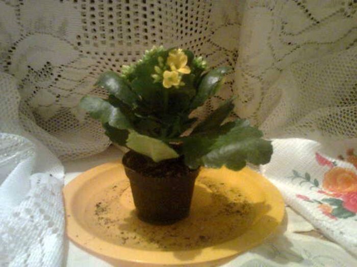 image - diverse plante de camera