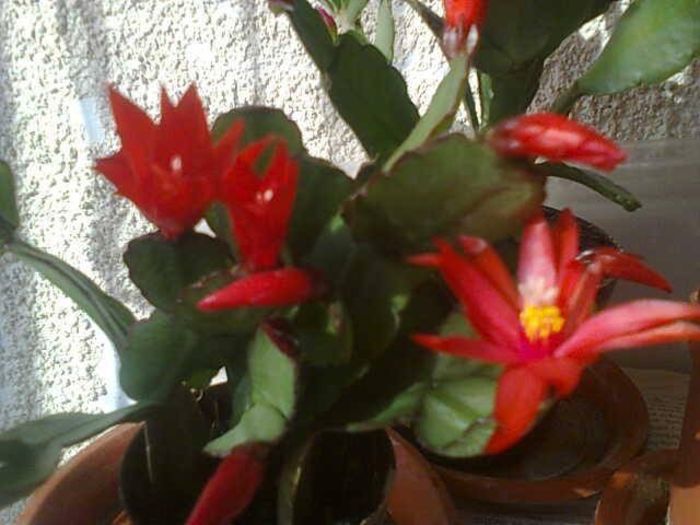 image - diverse plante de camera