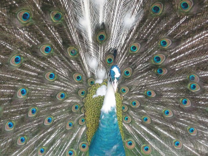 FB_IMG_1460117109384