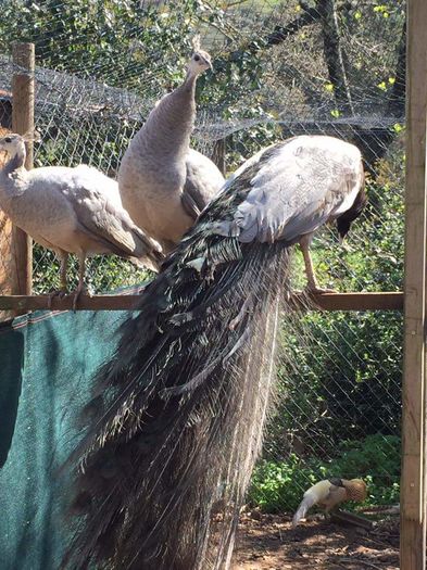 FB_IMG_1460117003046