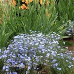 linum nanum saphire - e Comanda plante noi achizitii 2016