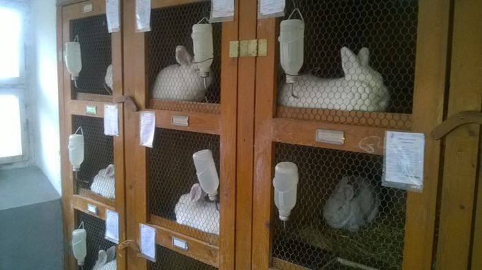 Custile Urechiatilor