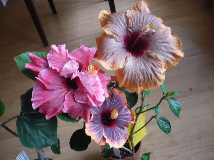 P1250669