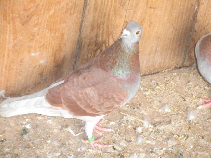 DSCF7844 - porumbeii mei