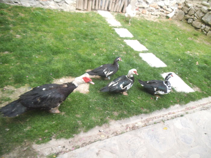DSCF7814 - pasari de rasa-ratele melel lesesti
