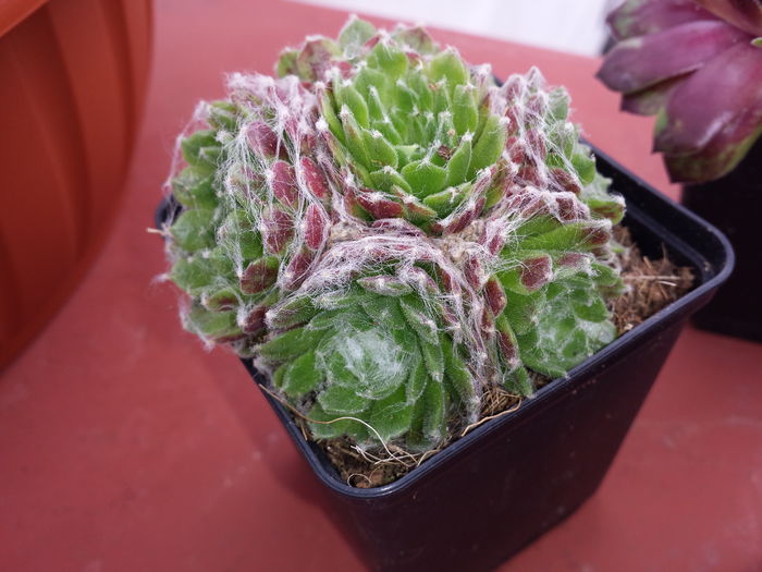  - Sempervivum - 2016