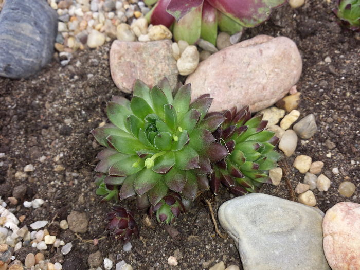  - Sempervivum - 2016