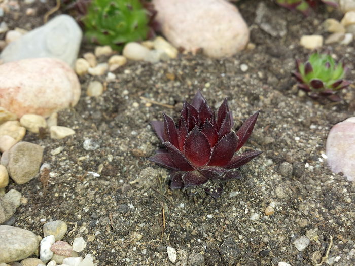  - Sempervivum - 2016