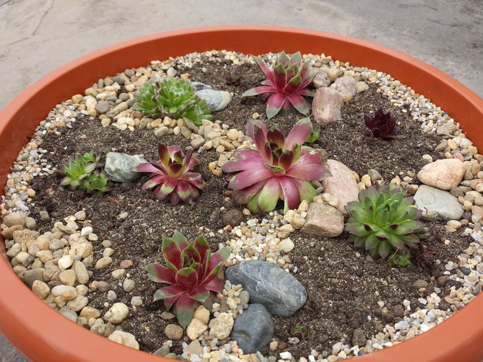  - Sempervivum - 2016