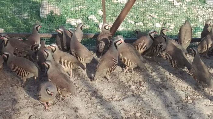 FB_IMG_1460057386557