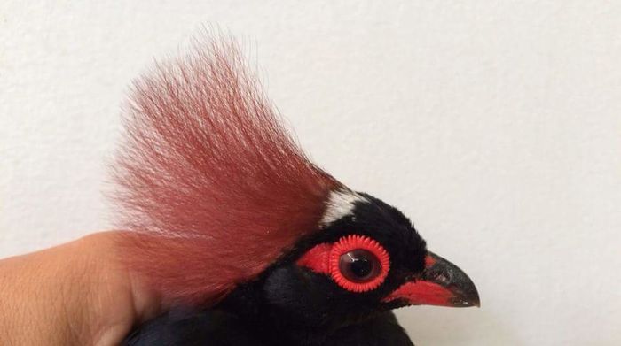 FB_IMG_1460050514625