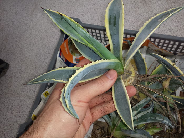 Agave americana opal