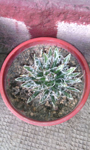 filifera schidigera - Genul Agave