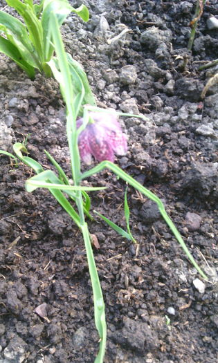 IMG_20160407_183805[1] - fritillaria meleagris