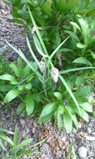 IMG_20160407_183820[1] - fritillaria meleagris