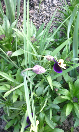 IMG_20160407_183830[1] - fritillaria meleagris