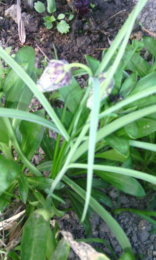 IMG_20160407_183915[1] - fritillaria meleagris