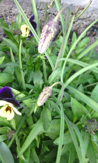 IMG_20160407_183929[1] - fritillaria meleagris