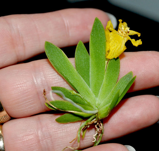 DSC_0446 - Psygmorchis pusilla