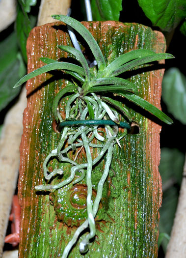 DSC_0455 - Neofinetia falcata