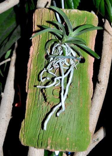 DSC_0435 - Neofinetia falcata