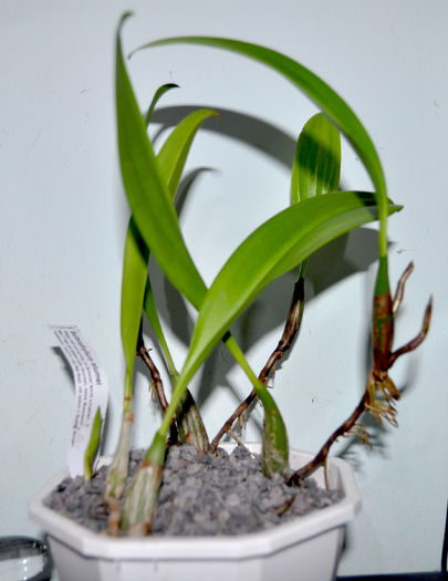 DSC_0459 - Bulbophyllum blumei