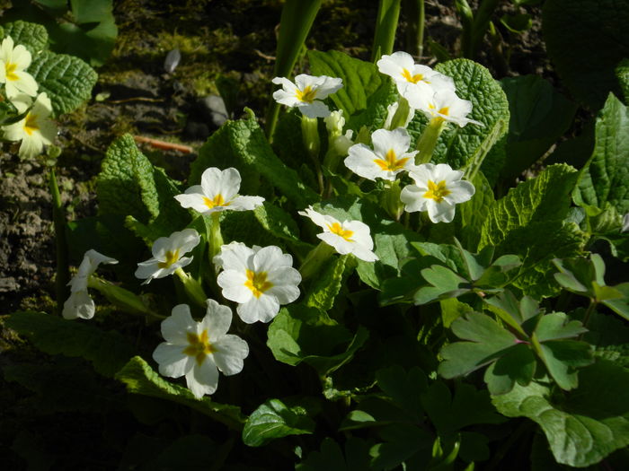 DSCN4133 - 2016 APRILIE