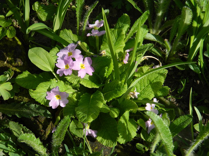 DSCN4136 - 2016 APRILIE