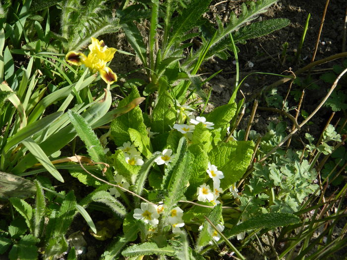 DSCN4137 - 2016 APRILIE