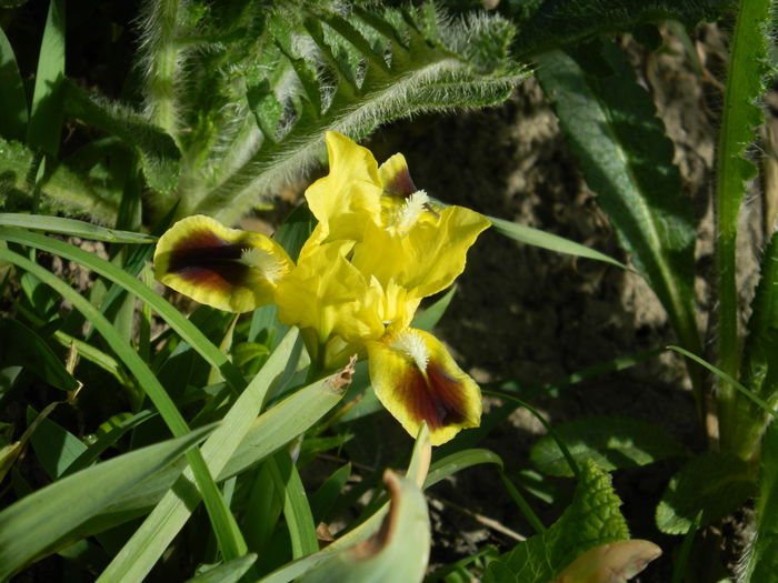 DSCN4138 - 2016 APRILIE