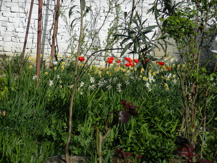 DSCN4139 - 2016 APRILIE