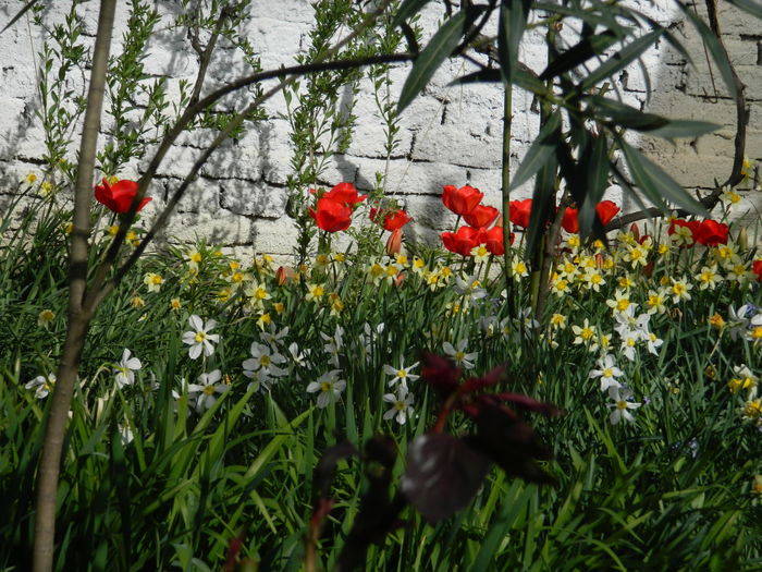 DSCN4140 - 2016 APRILIE