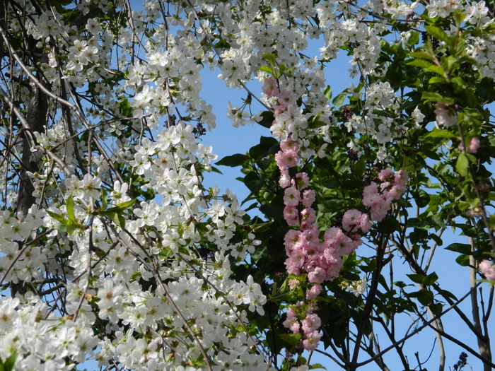 DSCN4142 - 2016 APRILIE